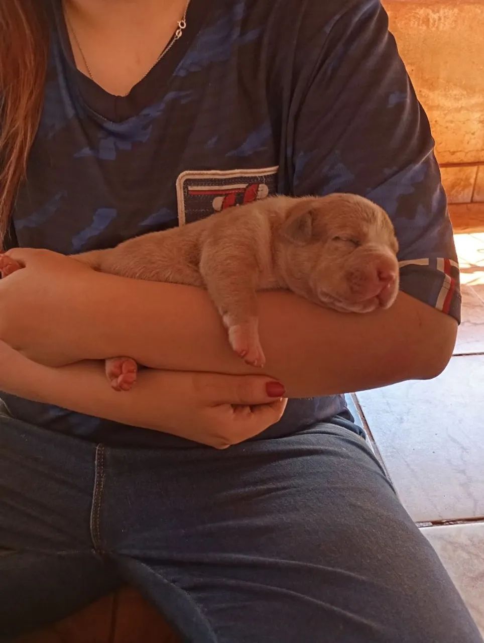 Vende American bully  - Foto 2