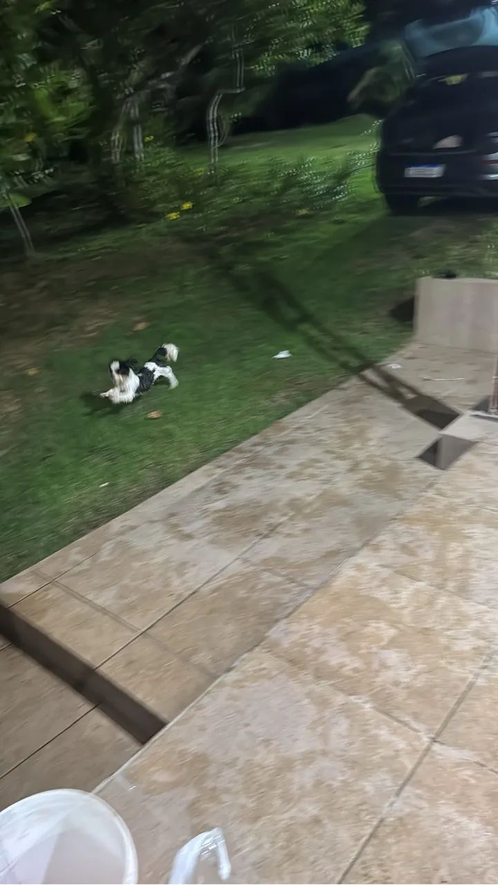 Cachorro Shitszu - Foto 4