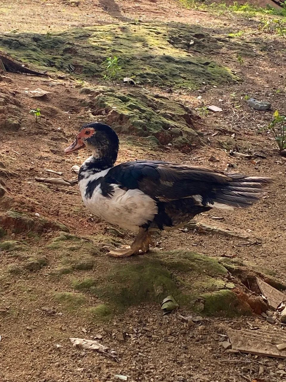 Patos ?  - Foto 4
