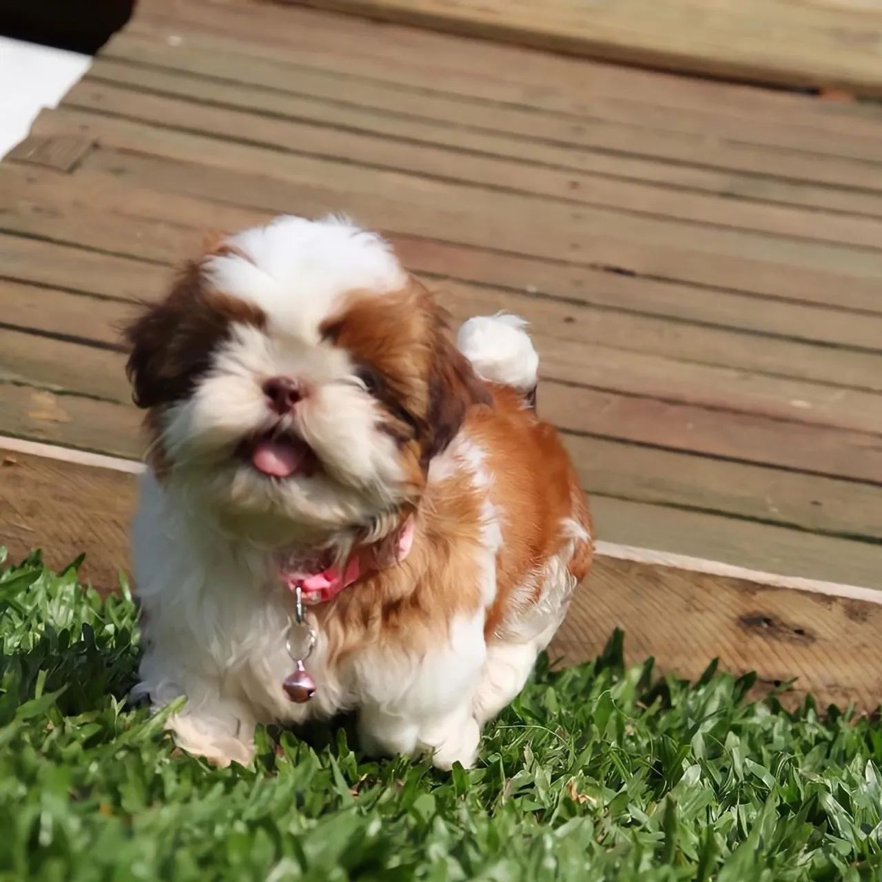 Shihtzu com pedigree CBKC  - Foto 5
