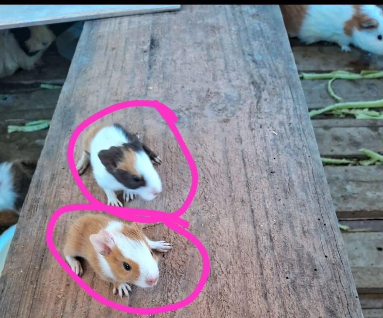 Guinea Pigs65048997848963123