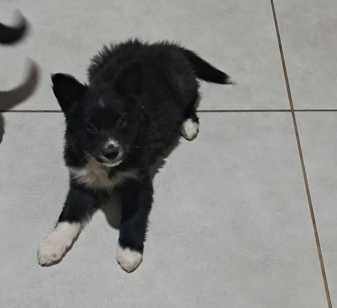 Bolder collie  - Foto 4