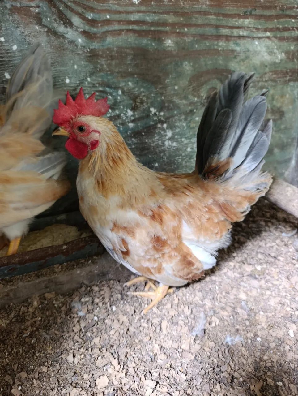 Frango Nagasaki 