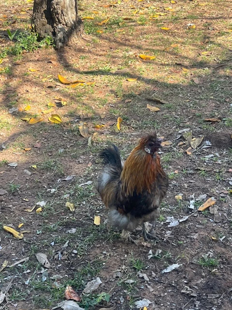 Sedosa do Japão (galo) - Foto 3