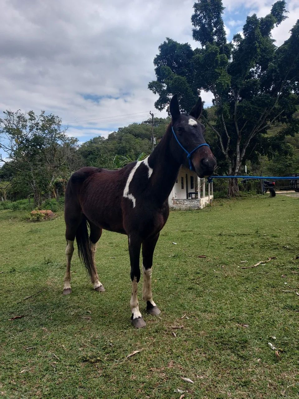 Egua pampa de preto  - Foto 4