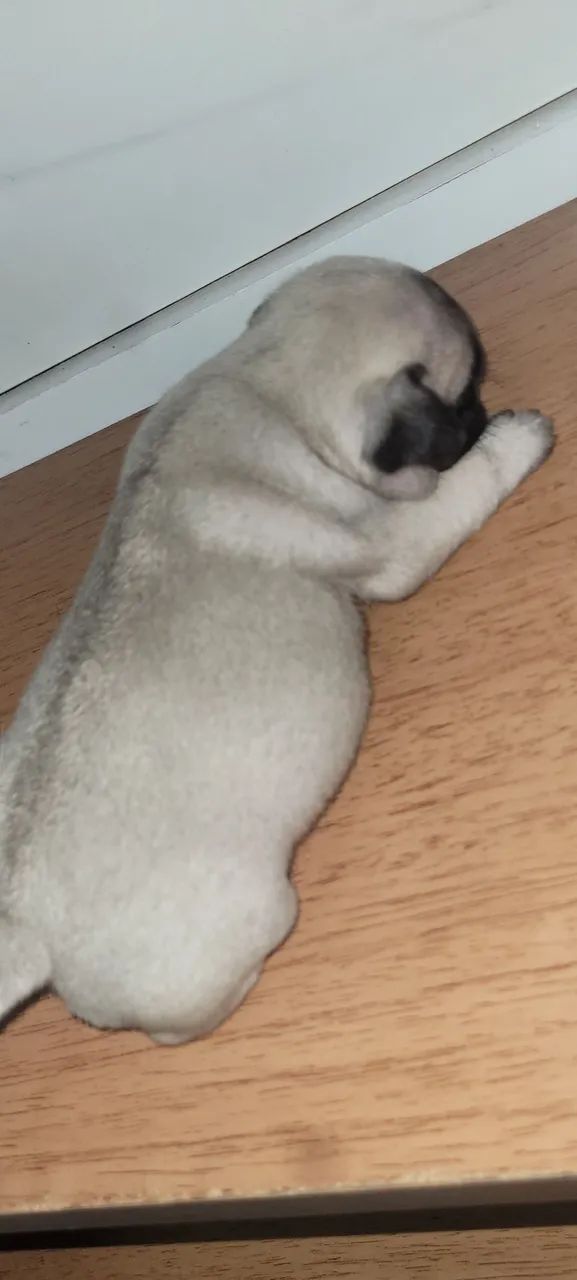 Filhotes de Pug - Foto 2
