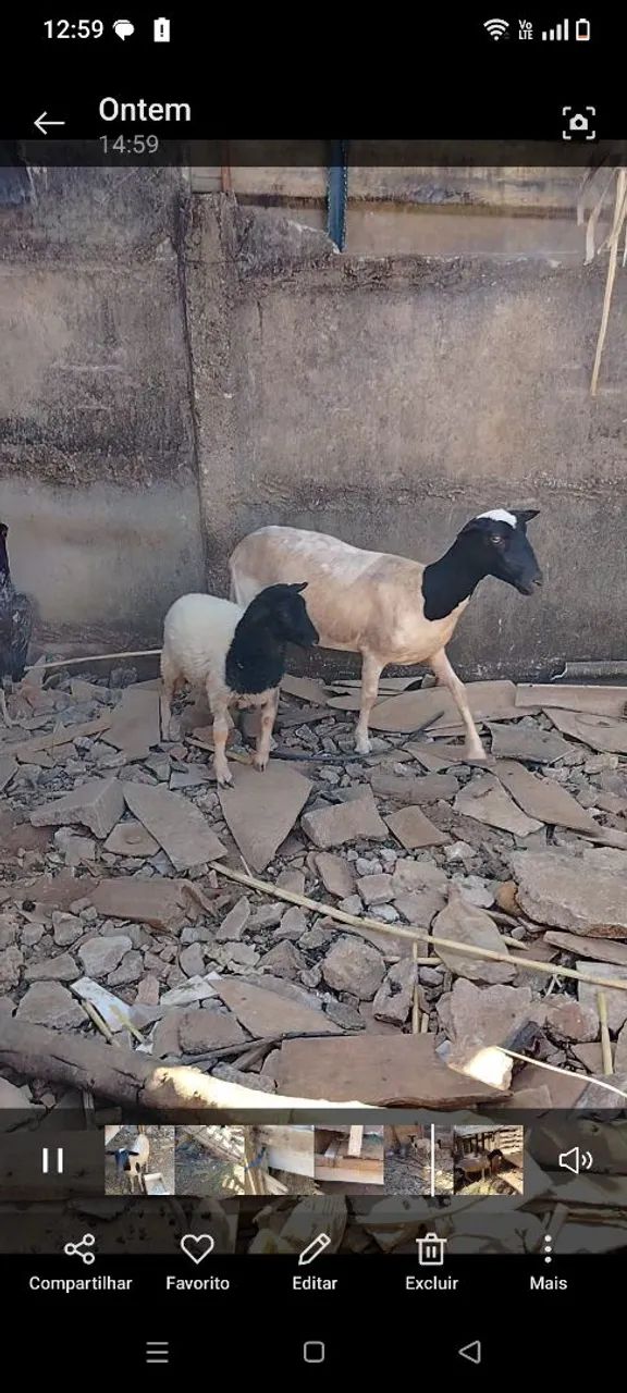 Animais