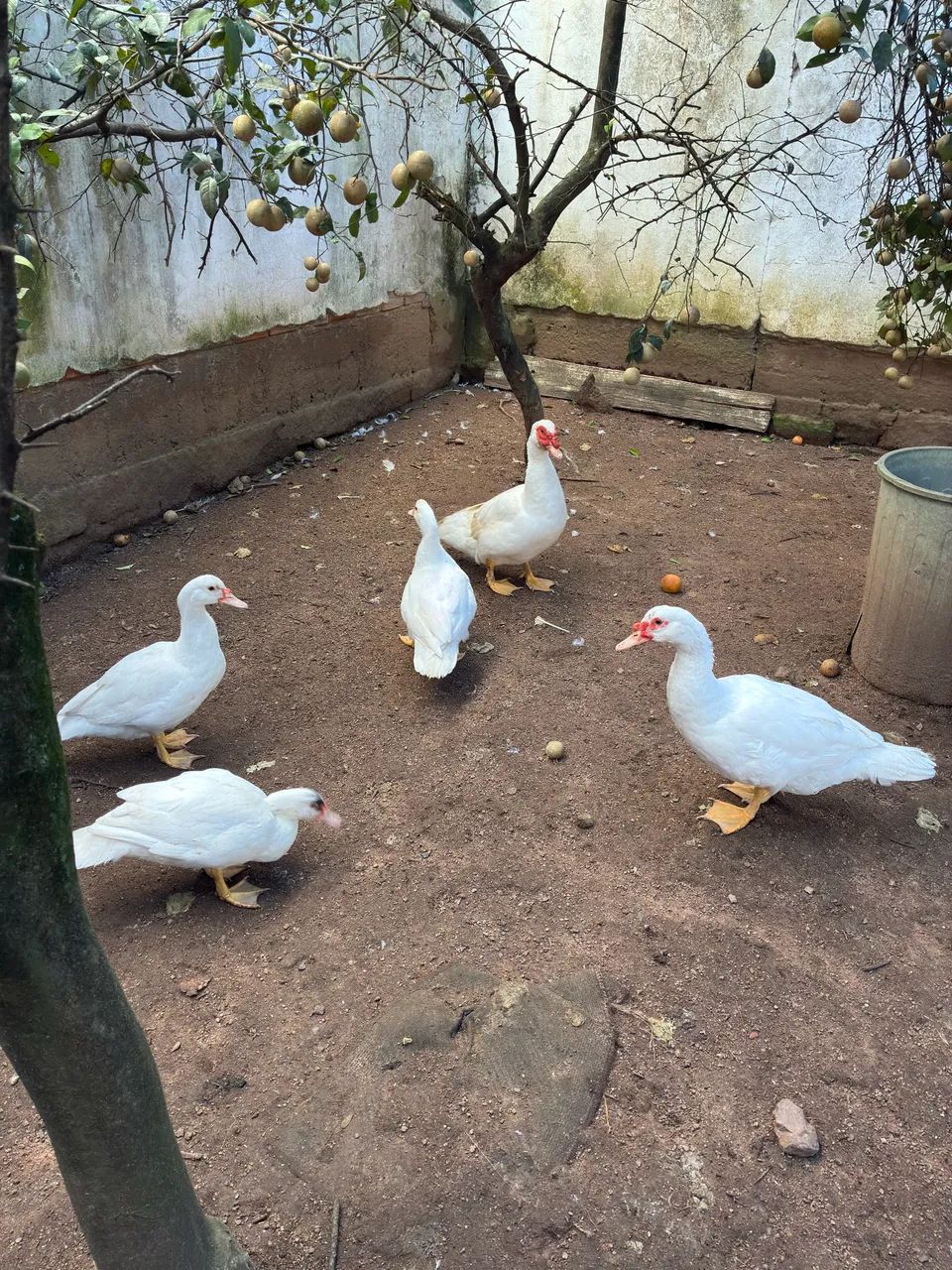 Patos em viamao  - Foto 2
