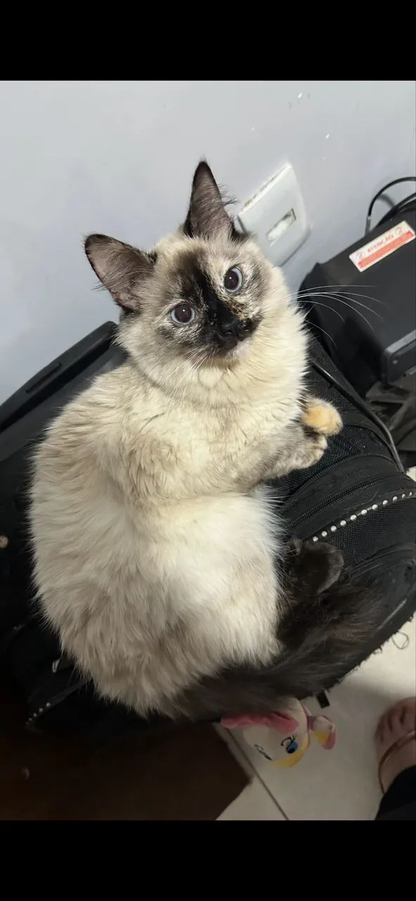 Ragdool fêmea 