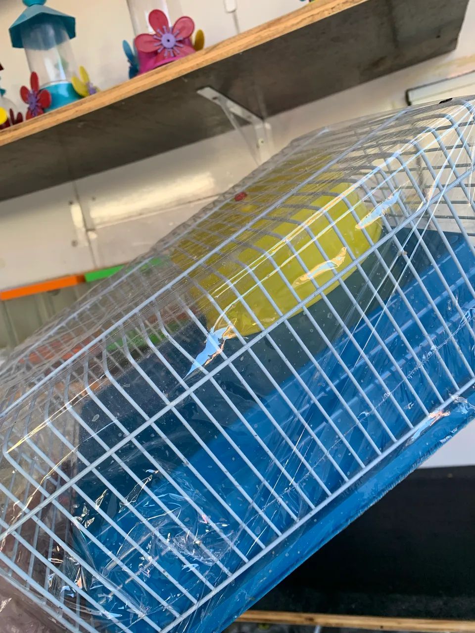 Hamster anão russo  - Foto 5