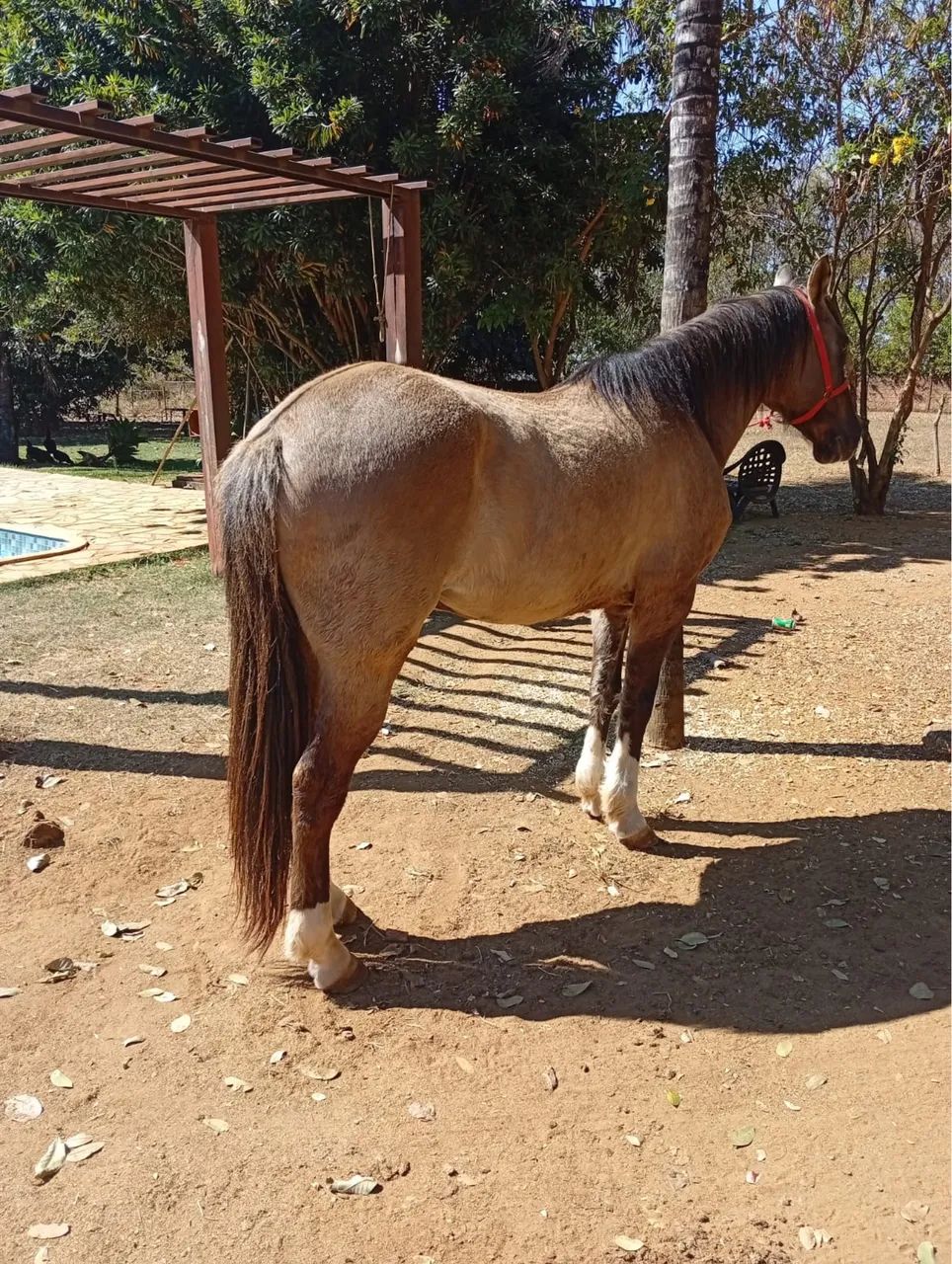 Cavalo  - Foto 5