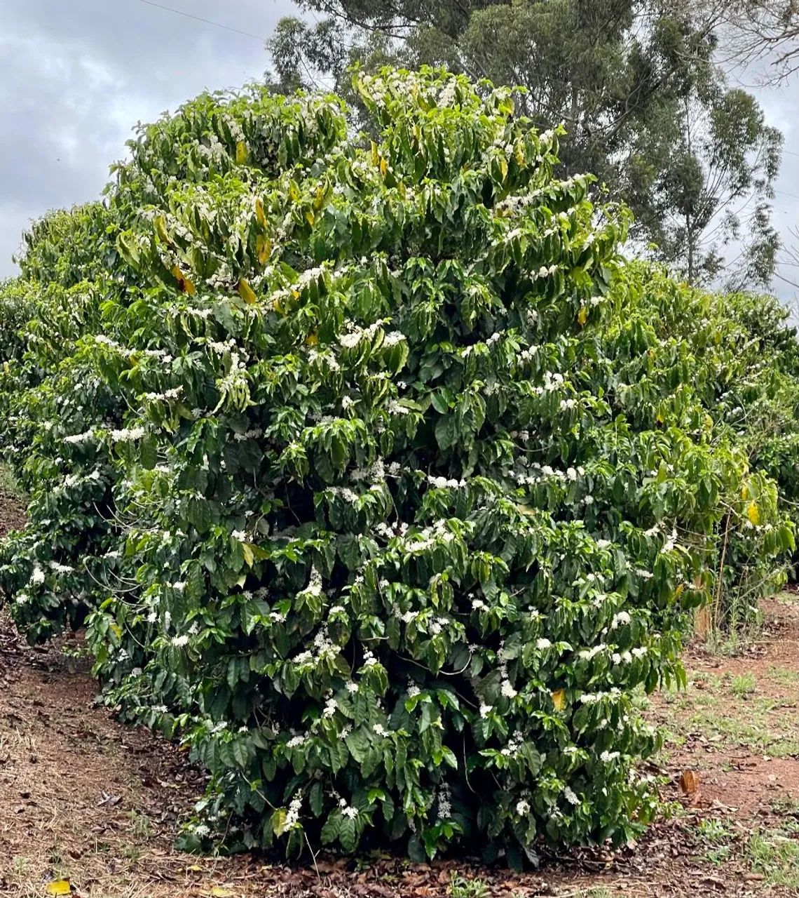 Fazenda de Café e Gado em Bom Sucesso - Minas Gerais - Foto 4