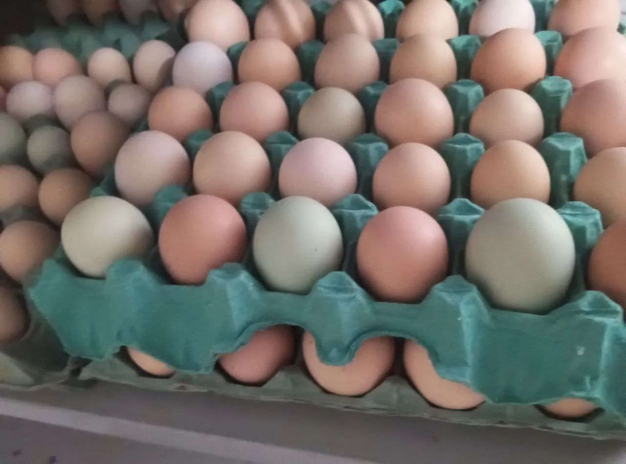 Dúzia de ovos de galinha caipira azuis e vermelhos - Foto 2