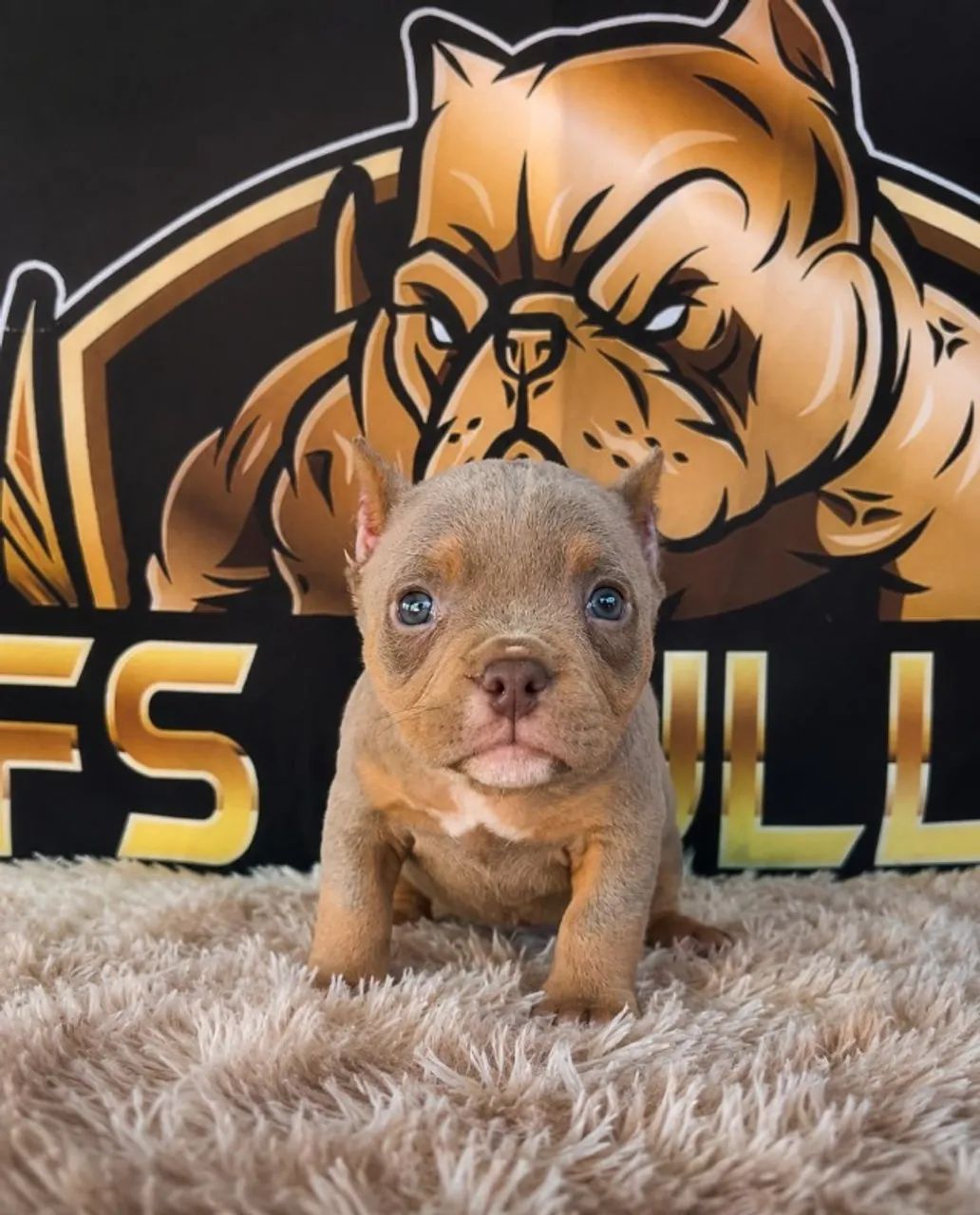 American Bully Micro Tri lilac 