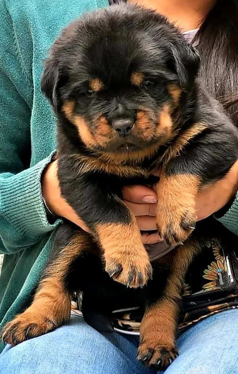 Rottweiler alemão perfeito - Foto 3