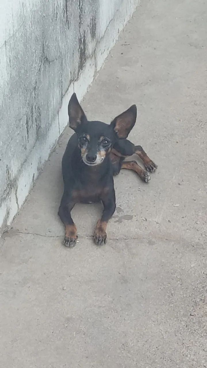 Cachorro