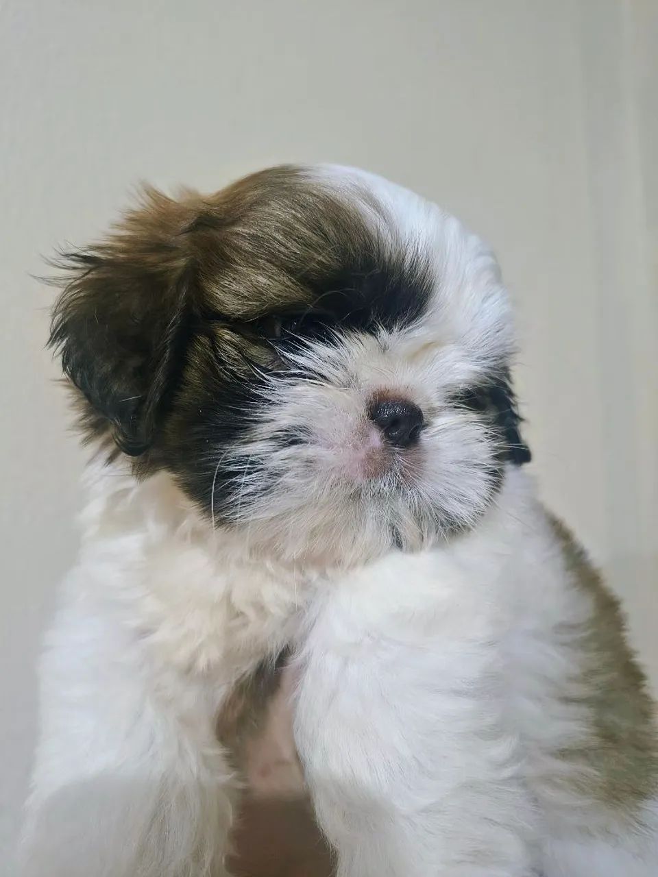 Shih tzu fêmea micro - Foto 3