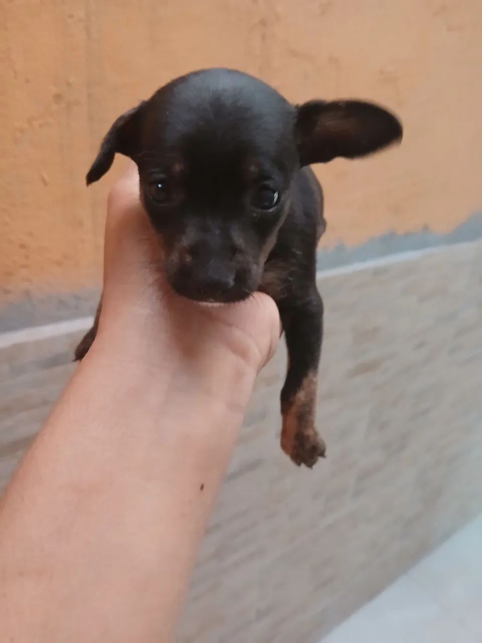 Filhote de pinscher  - Foto 2