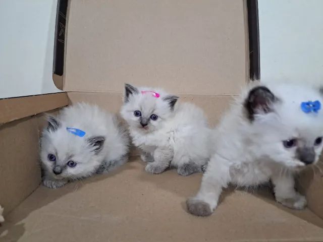 Filhotes gatinhos Ragdoll e Persas - Foto 5