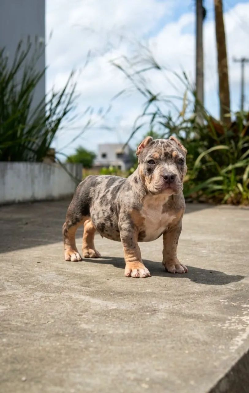 American Bully - Foto 2