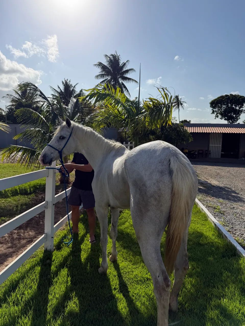 Cavalo quarto de milha  - Foto 3