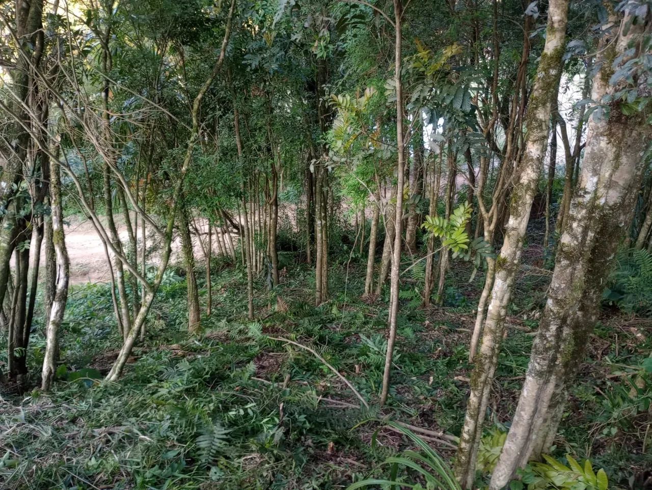 Terreno de prancha  - Foto 4