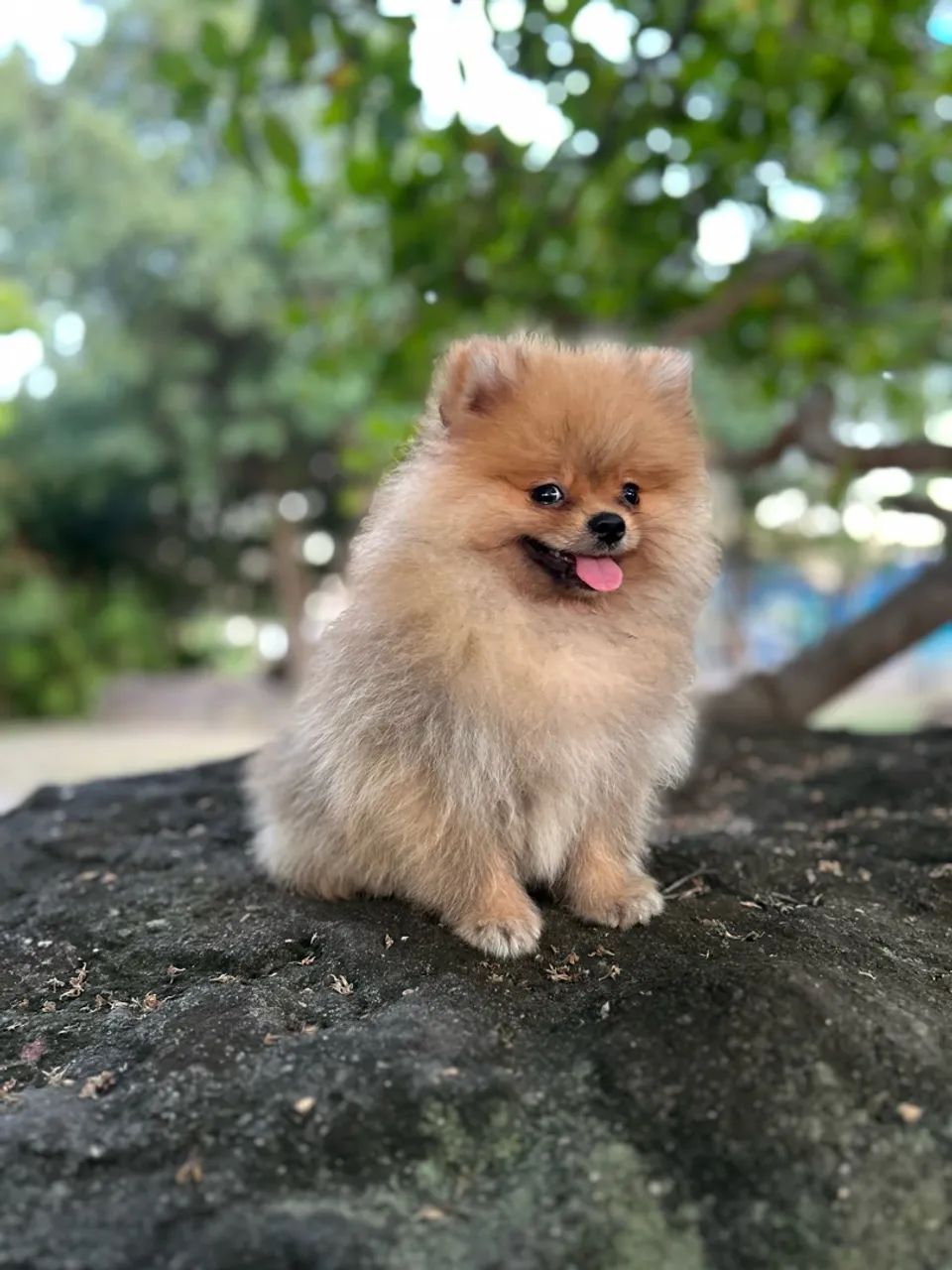 Filho macho - Spitz Alemão  - Foto 2