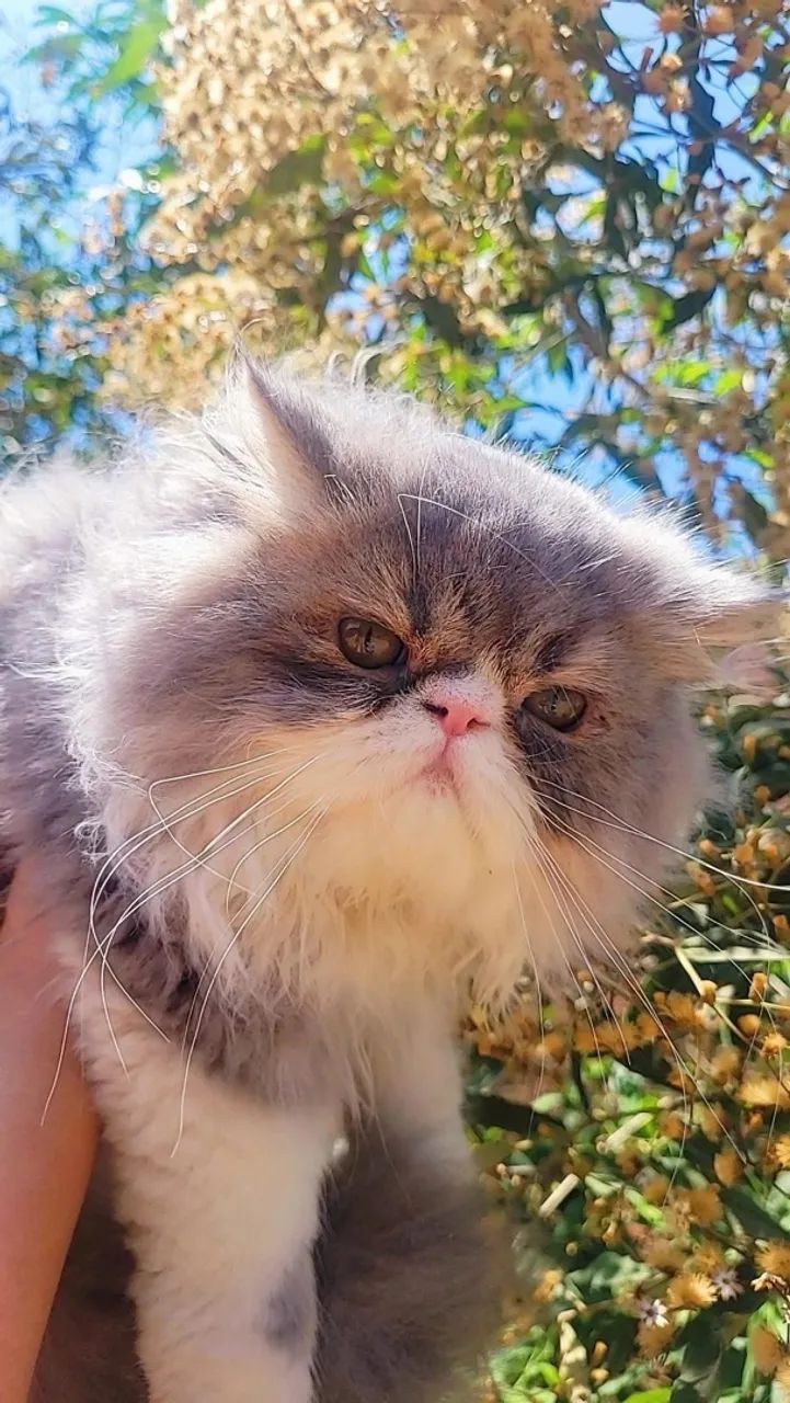 Gato persa - Foto 2