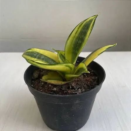 Mini espada de São Jorge verde e amarela. - Foto 2