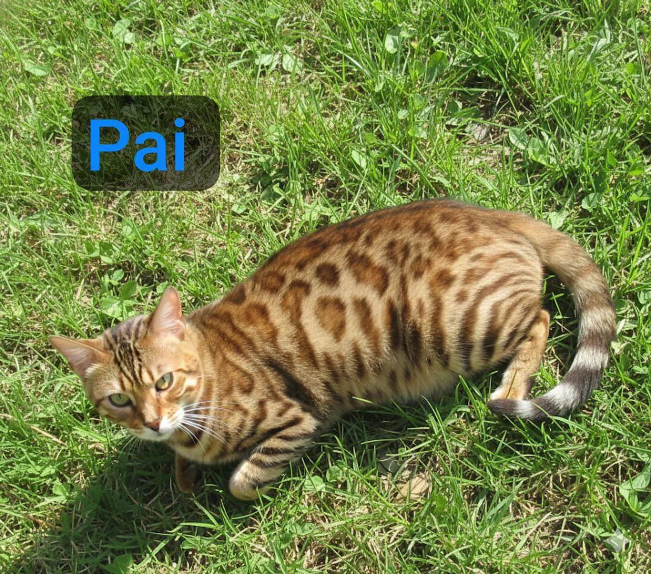 BENGAL c pedigree Tropicats  - Foto 6