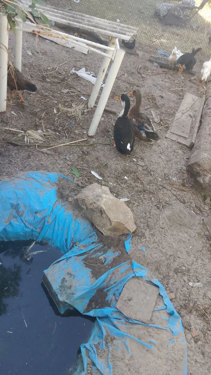 Dois lindos marreco macho 
