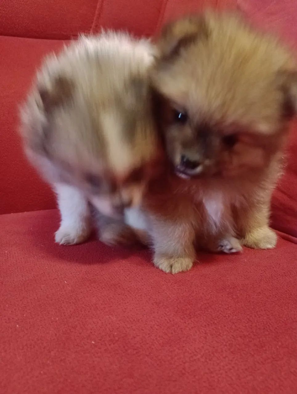 Vende-se filhote the Spitzalemão anão uma fêmea e dois macho 1