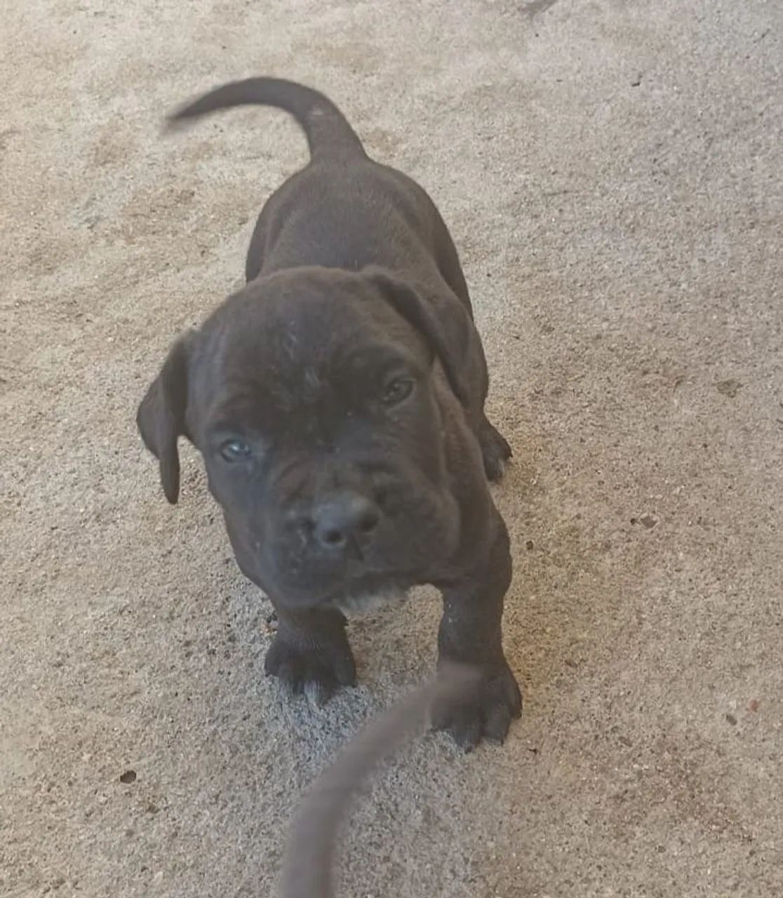 Cane corso - Foto 2