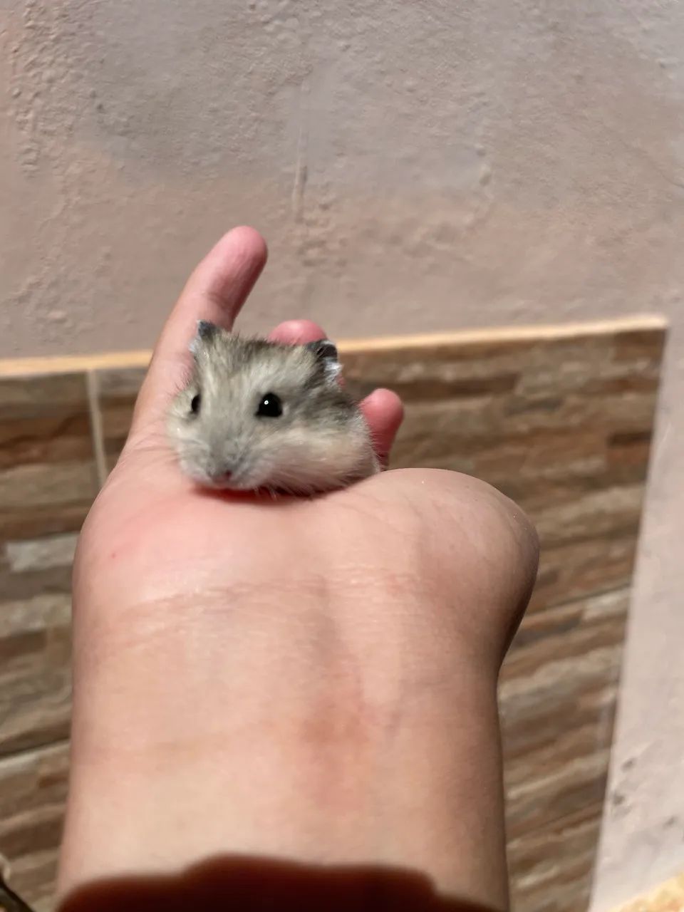 Hamster - Foto 3