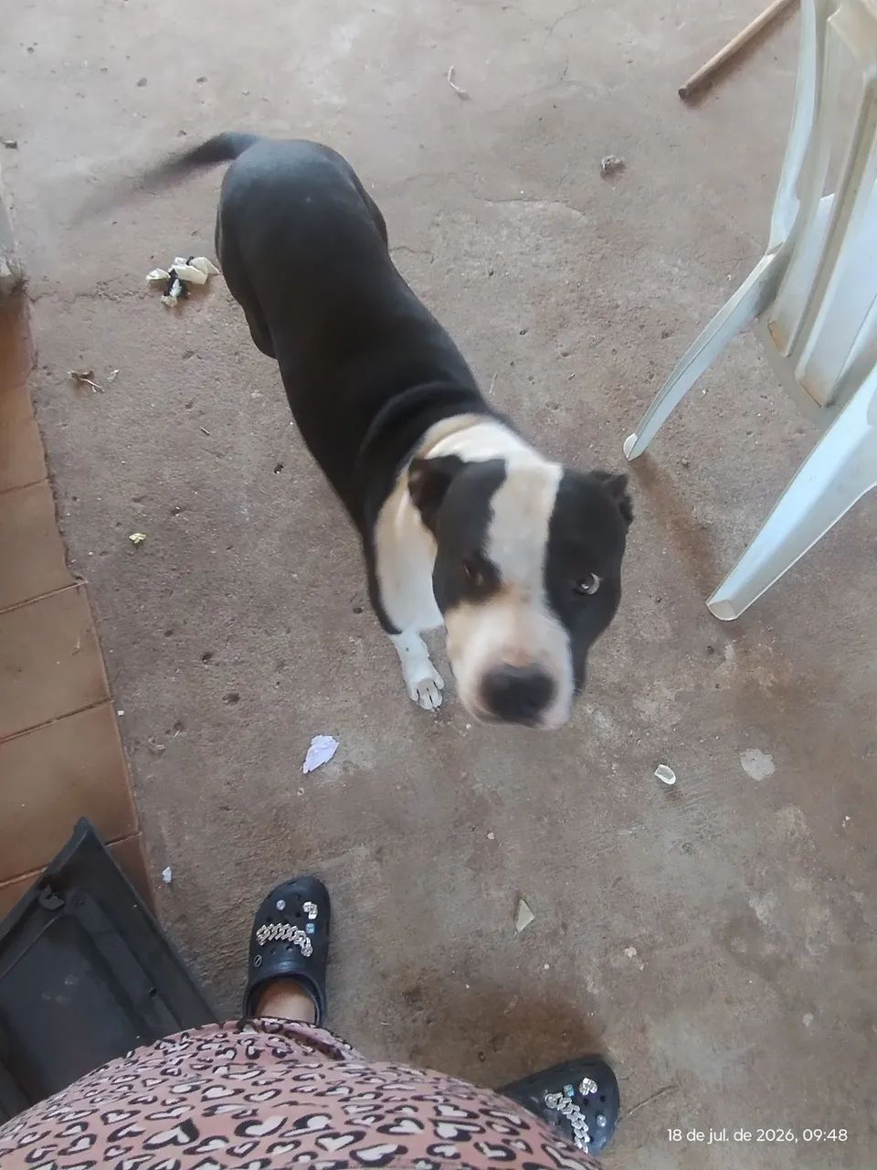 Pitbull 