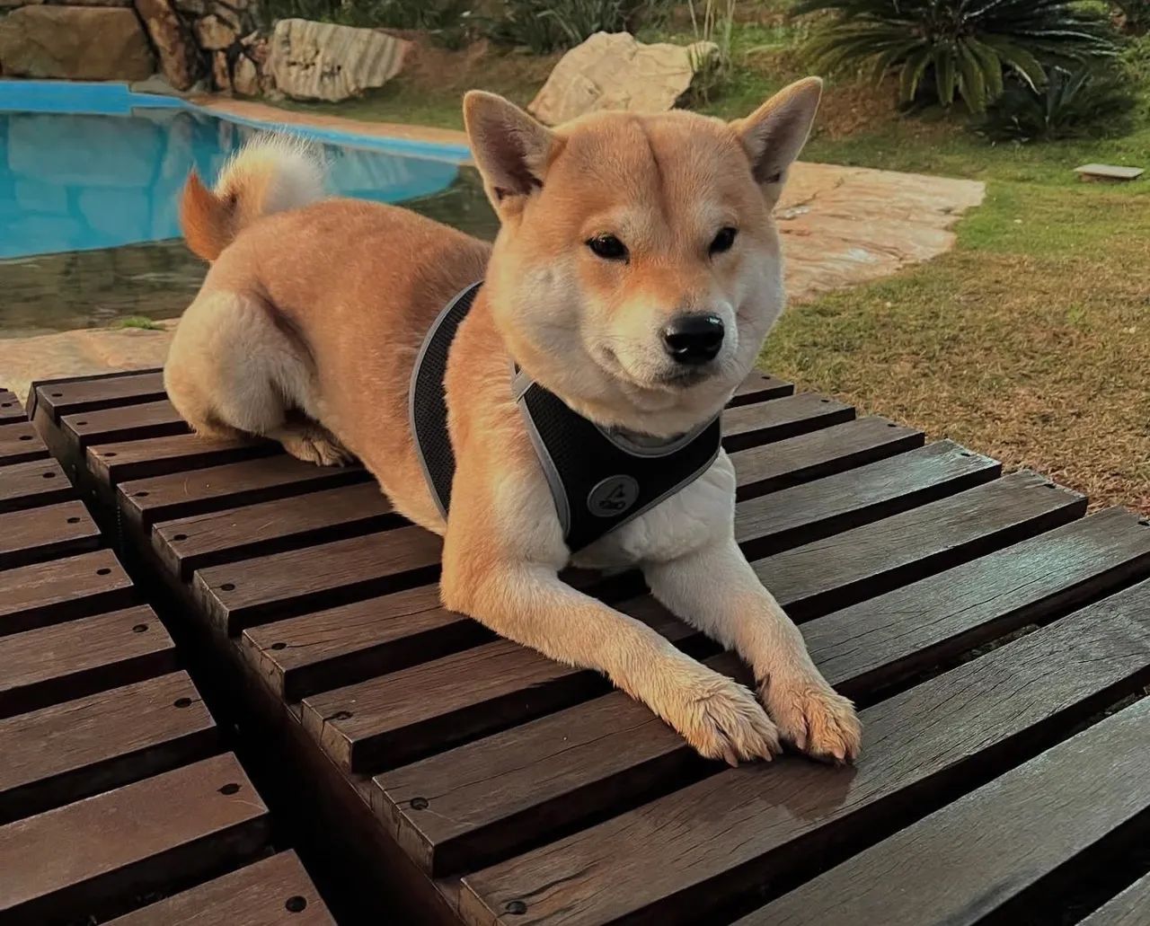 Procura-se Shiba para ter filhotinhos com muito amor  - Foto 3