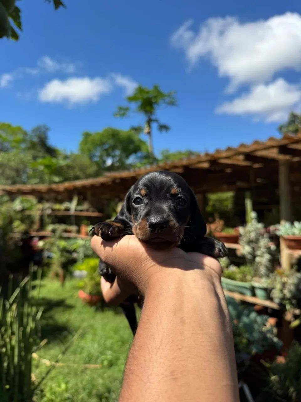Dachshund macho  - Foto 3