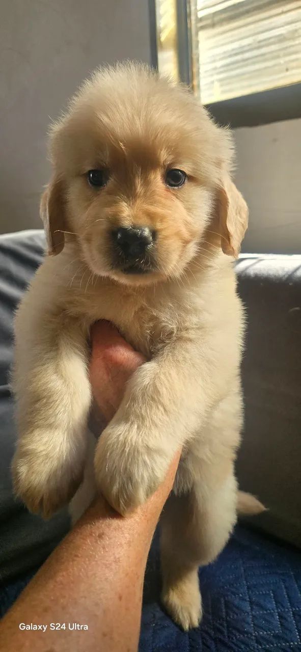 Golden Retriever  - Foto 3