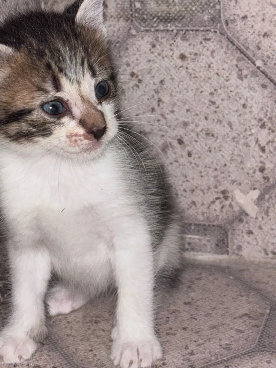 gatinha para doação  - Foto 2