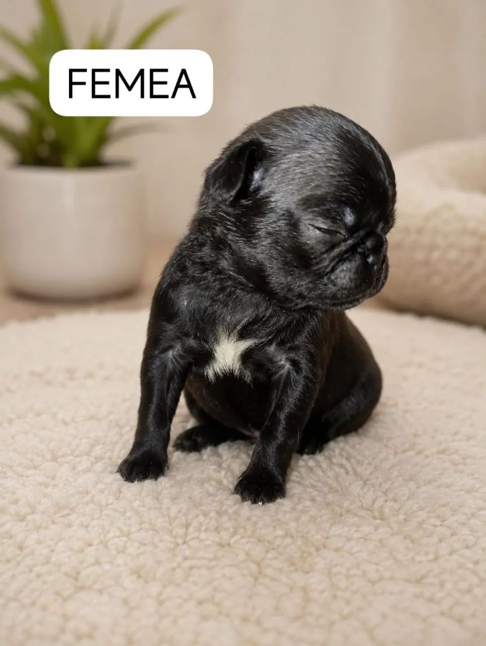 Filhotes pug - Foto 4