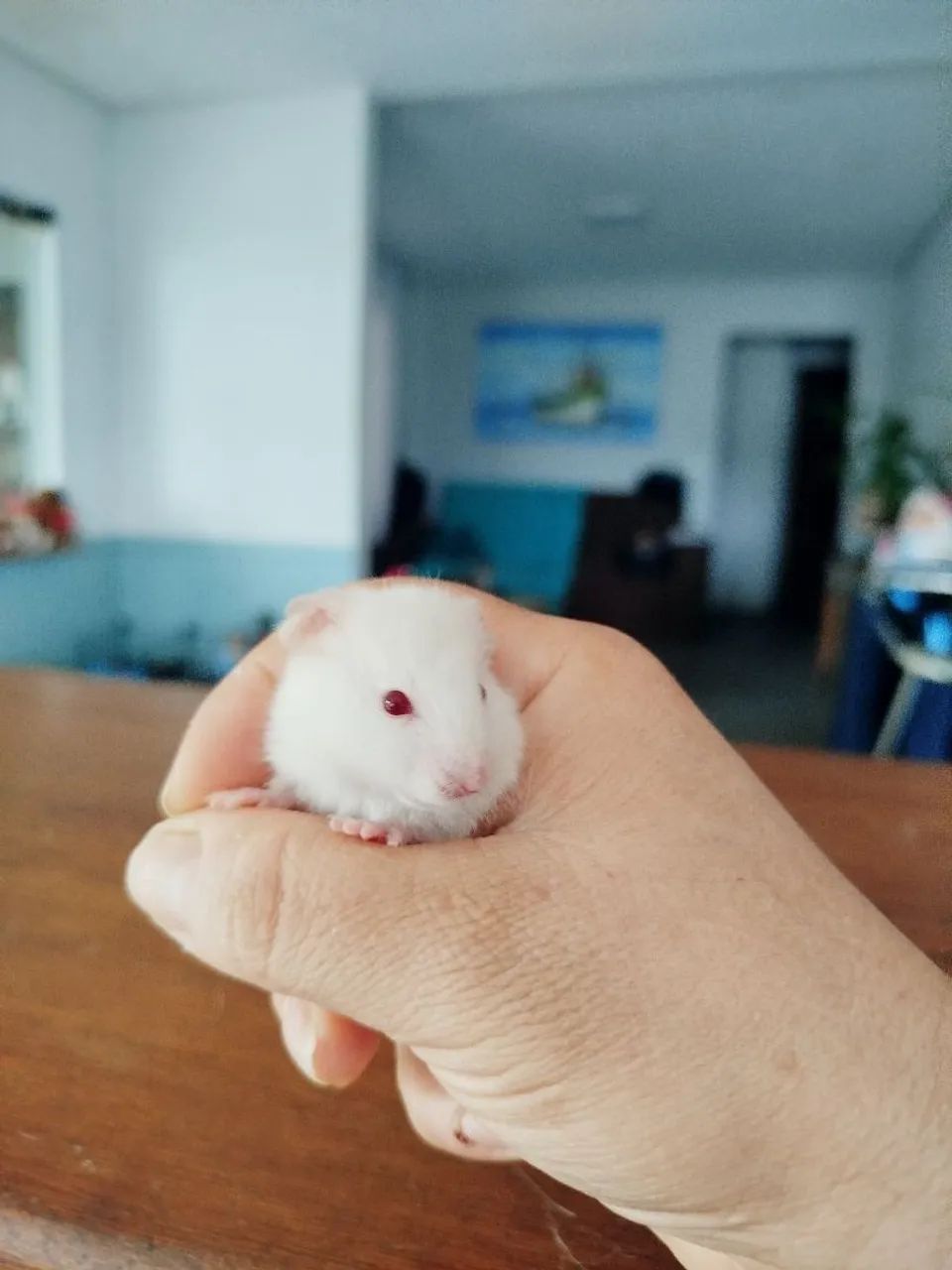 Hamster Sírios filhotes disponíveis  - Foto 2