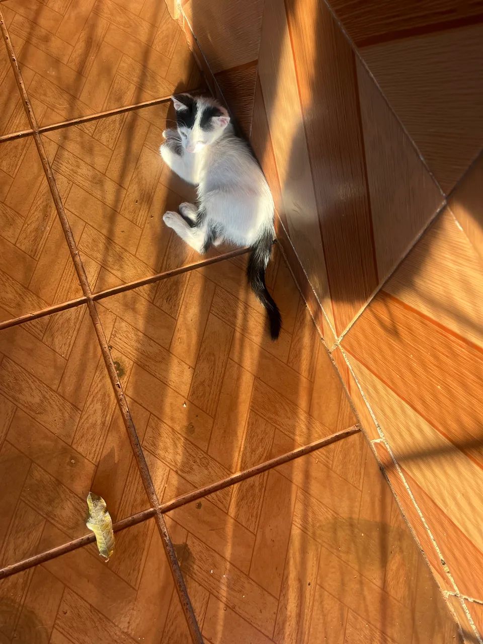 Adoção de gatinhas  - Foto 3