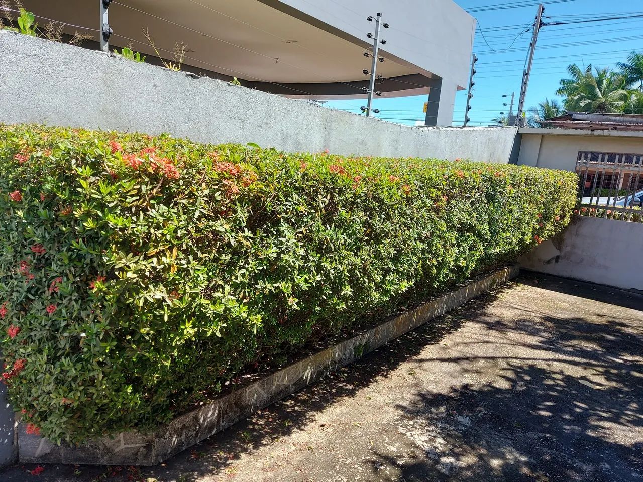 Jardinagem e paisagismo  - Foto 5
