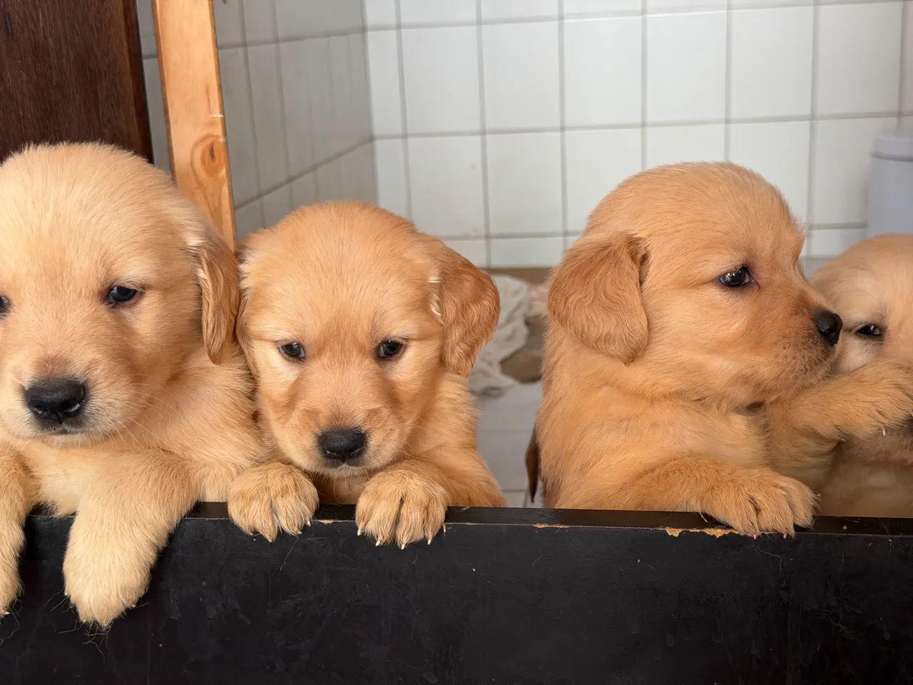 Golden  - Foto 2