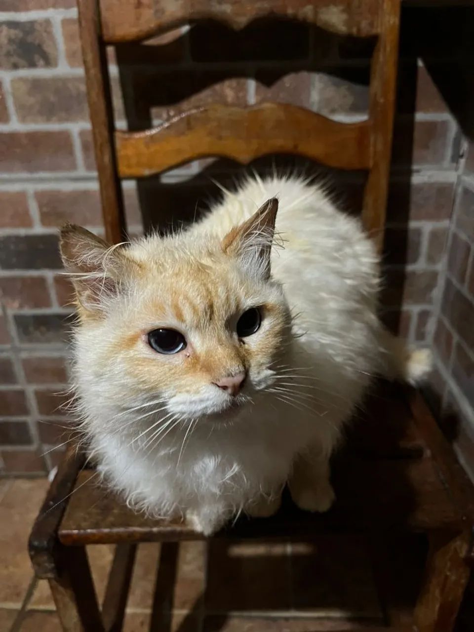 Doa se gata  - Foto 6