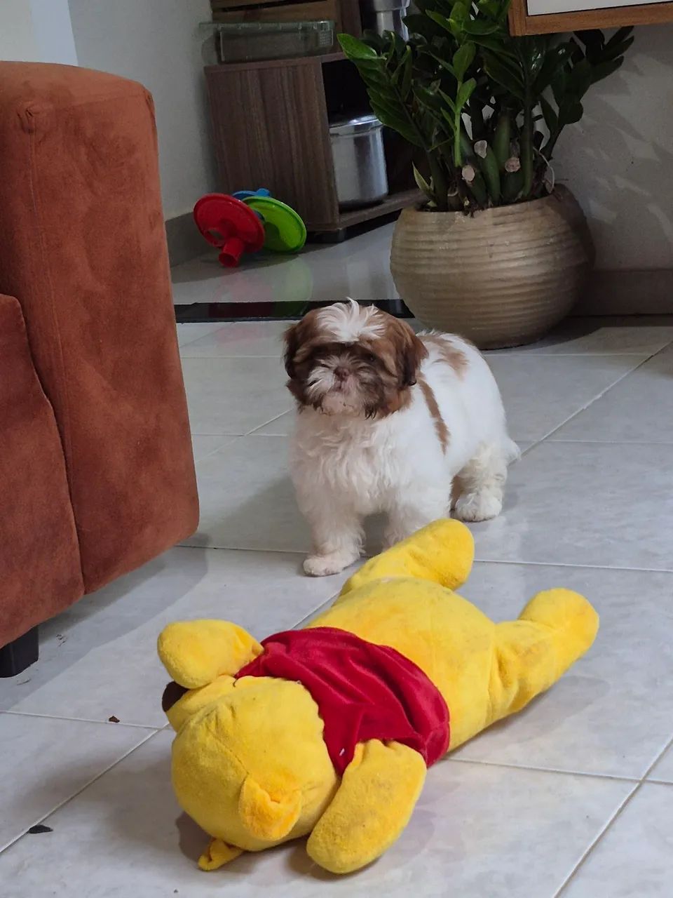 Shitzu fêmea - Foto 2