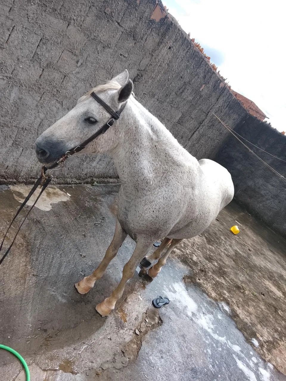 Cavalo - Foto 2