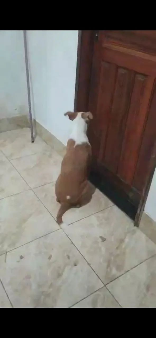 Doando Pitbull  - Foto 2