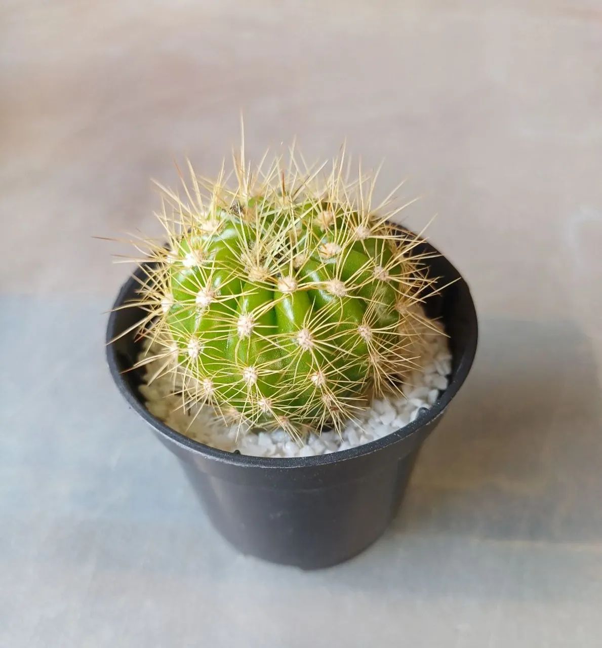 Cactos para lembrancinhas - Foto 4