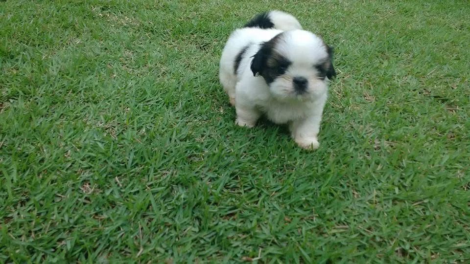 Shihtzu  - Foto 3